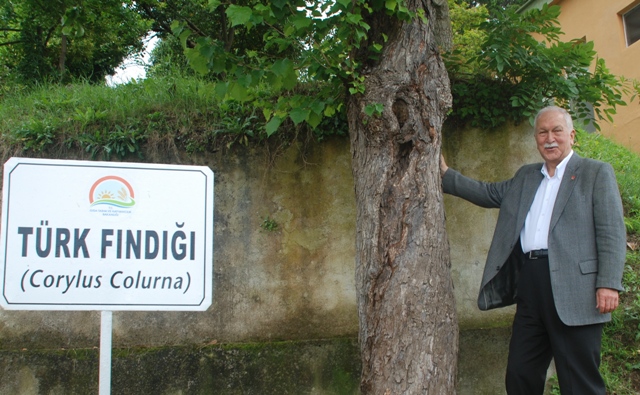 bektaşoğlu fındık