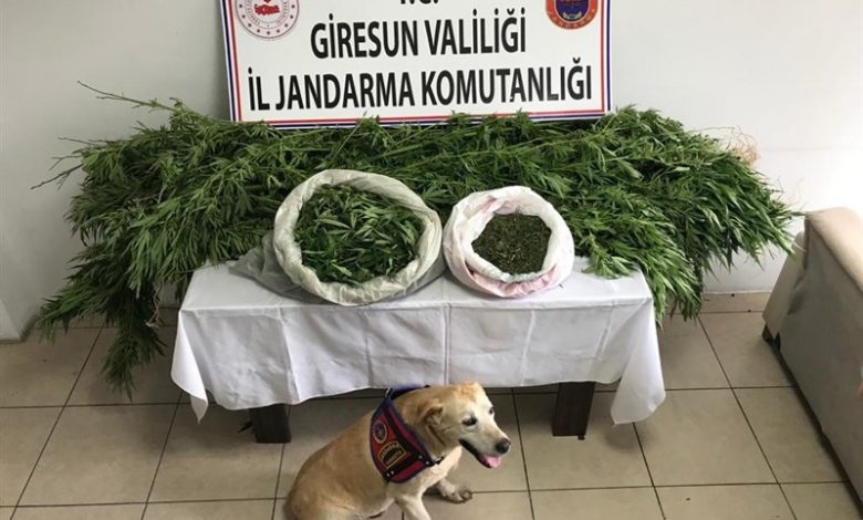 BULANCAK'TA ESRAR-KENEVİR OPERASYONU BULANCAK'TA ESRAR-KENEVİR OPERASYONU
