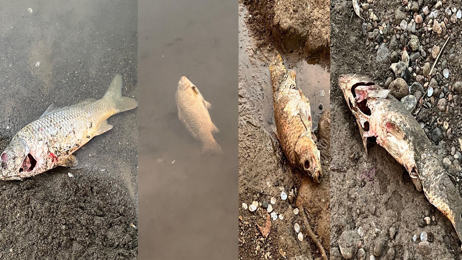 Cebeci uyardı: “Maden şirketi Harşit vadisini öldürüyor “