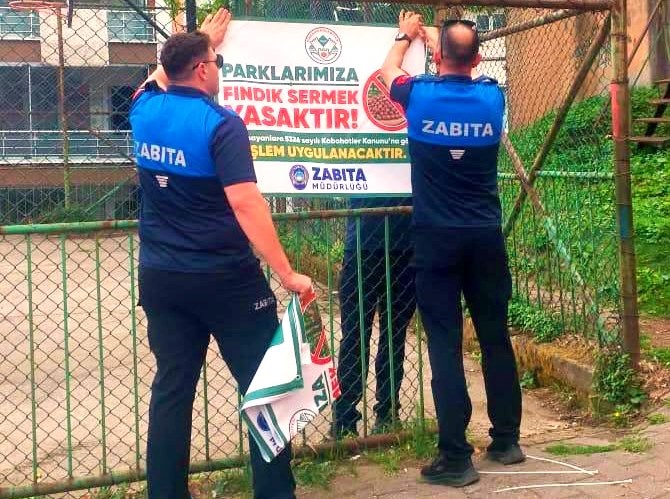 Giresun’da parklara fındık sermek yasak