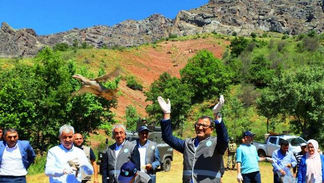 YENİ GİRESUN VALİSİ DOĞAYA KINALI KEKLİK SALDI YENİ GİRESUN VALİSİ DOĞAYA KINALI KEKLİK SALDI
