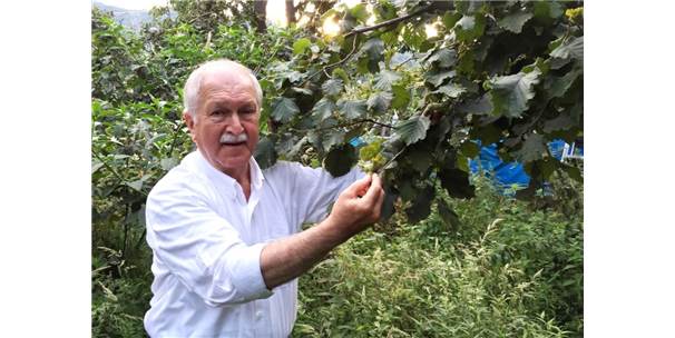 BÜLENT BEKTAŞOĞLU’NDAN FINDIK İÇİN KONUŞMAYANLARA TEPKİ