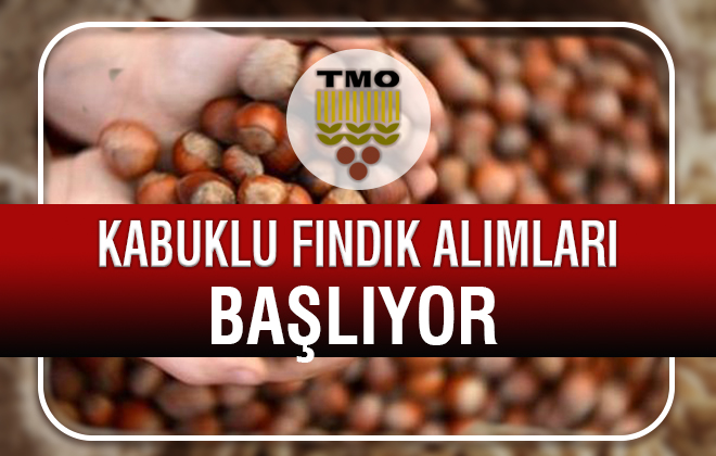 TMO FINDIK ALIMI İÇİN DUYURU YAPTI