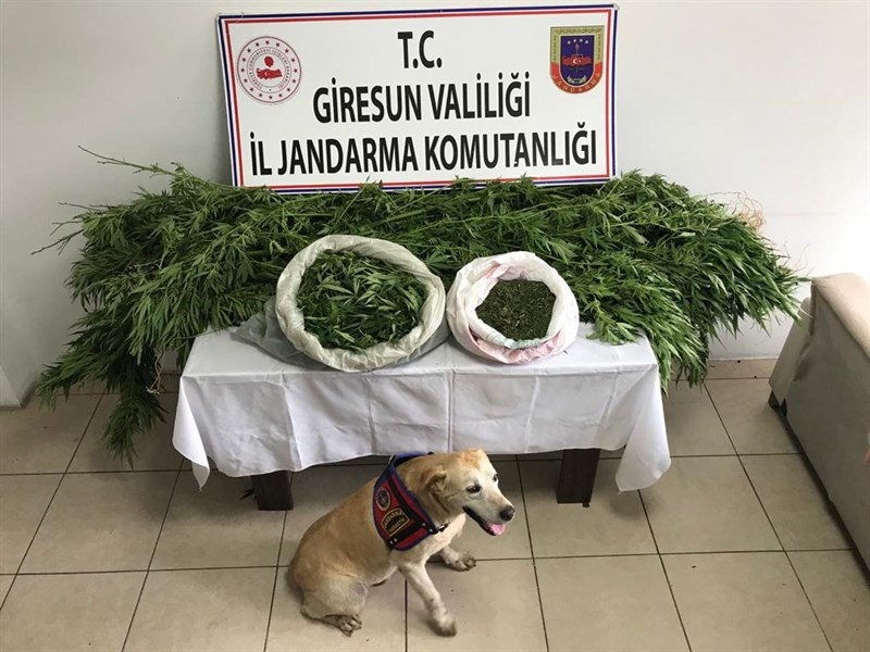 BULANCAK’TA ESRAR-KENEVİR OPERASYONU