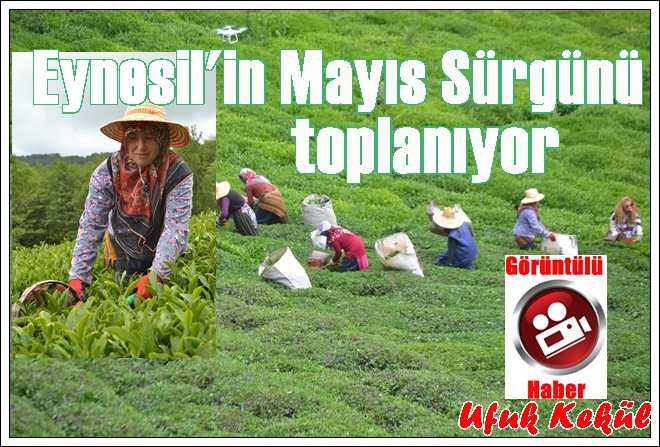 GİRESUN’DA MAYIS SÜRGÜNÜ ÇAY HASATI BAŞLADI