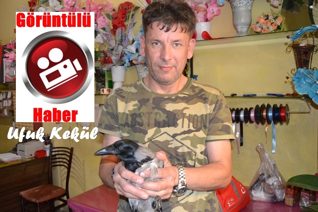 GİRESUN'DA DEBBOYUN MASKOTU KARGA BİLO 1 YAŞINDA GİRESUN'DA DEBBOYUN MASKOTU KARGA BİLO 1 YAŞINDA