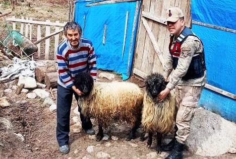 ÇALINAN 2 KOYUNU JANDARMA BULDU