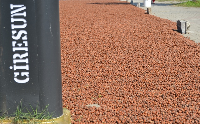 Giresun sahili fındık harmanı oldu