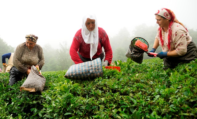 Giresun’da çay hasadı başladı
