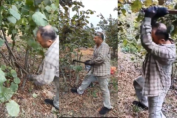 Fiyatı yetersiz bulan üretici bahçesini kesti