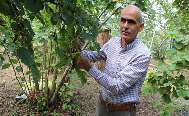 Nurittin Karan, fındıkta don tehlikesi için uyardı