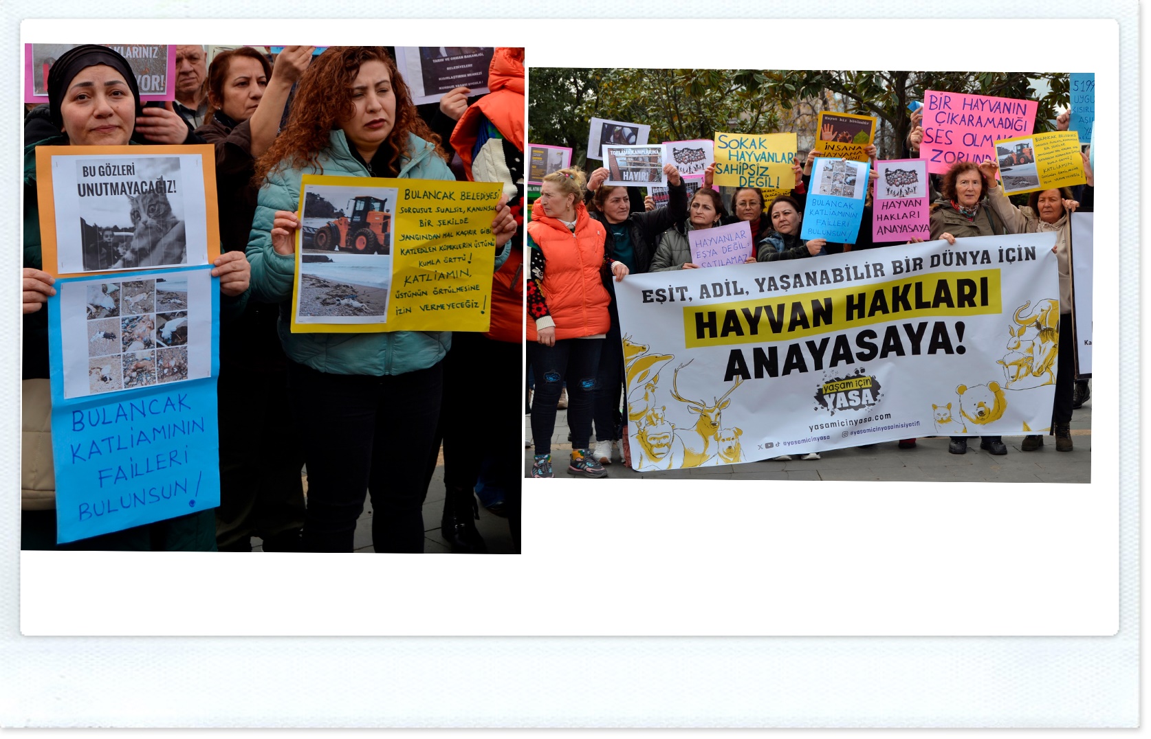 Bulancak Belediyesi’ne köpek katliamı tepkisi