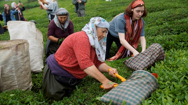 ÇAY FİYATI ŞOKE ETTİ