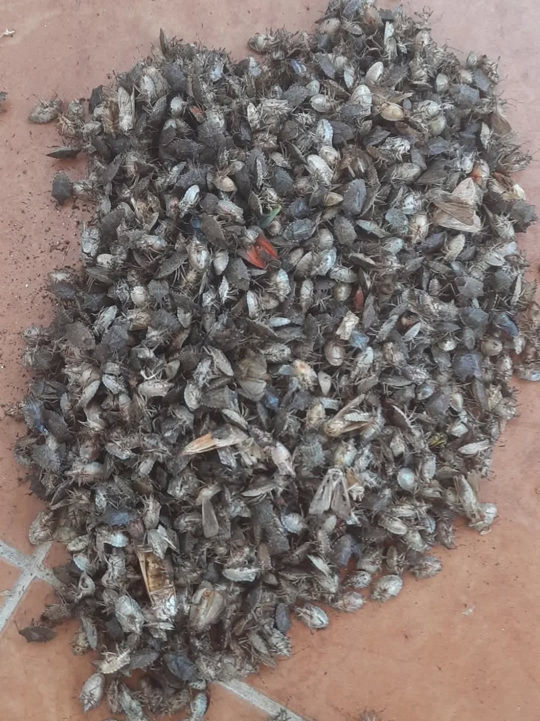 Giresun kokarca saldırısı altında