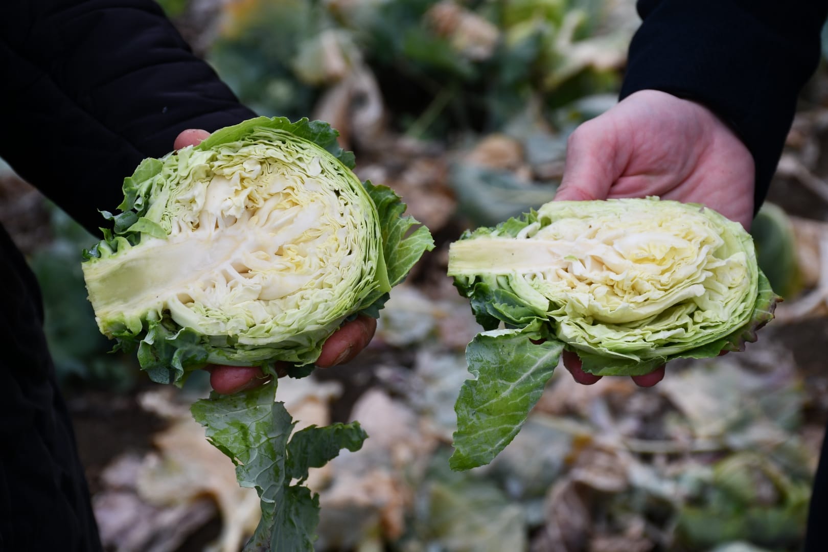 ALUCRA KELEMİNE COĞRAFİ İŞARET ALUCRA KELEMİNE COĞRAFİ İŞARET