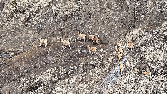 Şebinkarahisar’ın yaban keçileri kayıt altına alındı