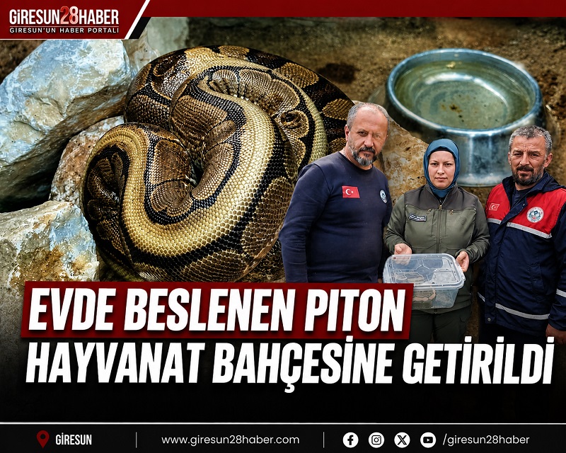 Piton yılanı operasyonu…