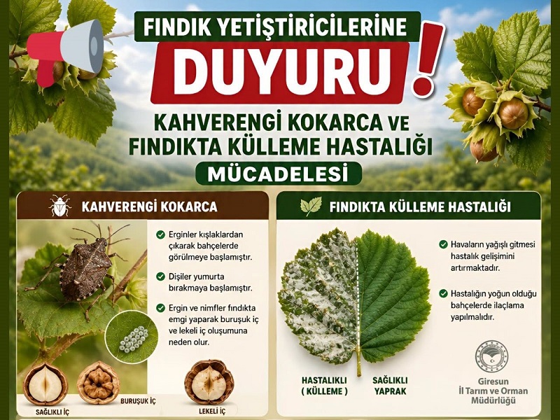 Fındığın belası, üreticinin kabusu kokarca istilası başladı