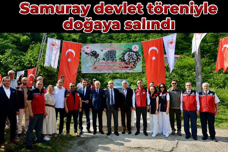 Kokarcayı yesin diye doğaya Samuray arısı salındı