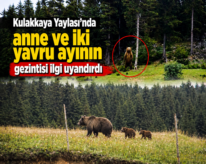 Kulakkaya’da dikkat ayı çıkabilir