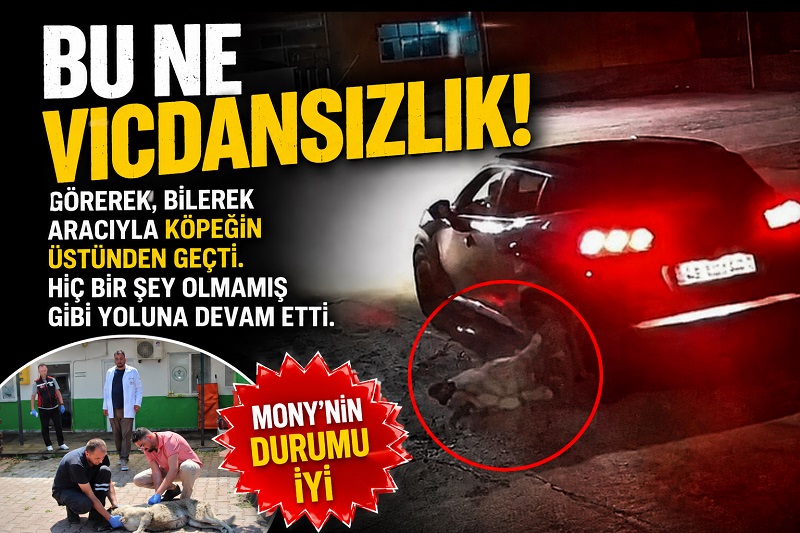 MANY’İ EZEN SÜRÜCÜ YAKALANDI MANY’İ EZEN SÜRÜCÜ YAKALANDI